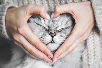cat with human holding face